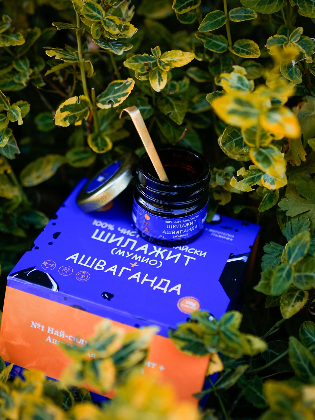 Как да разпознаем истинския Шиладжит